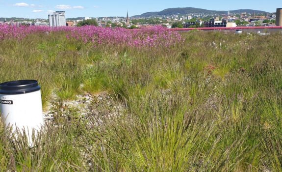 Blågrønt tak Vega Scene Hausmanns gate 28